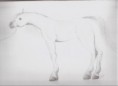 /album/lovak-es-egyeb-nem-anime-rajzok/arabian-horse-grafit-001-jpg/